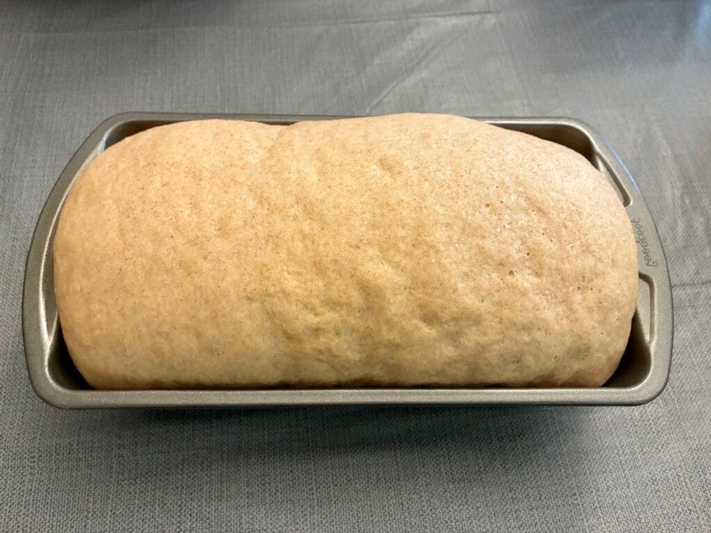Fluffy honey whole wheat yeast dough rising beautifully inside a 9 x 5 inch loaf pan.